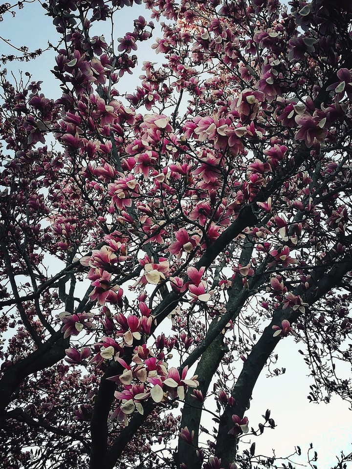 cherry blossom