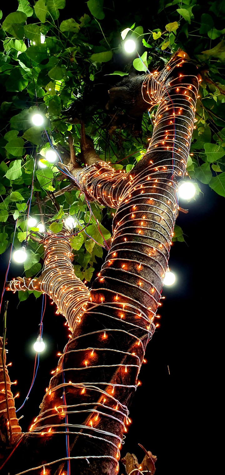 Festival Lighting on tree