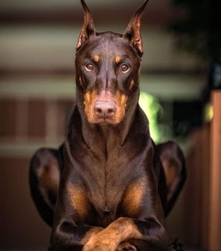 Good Boy