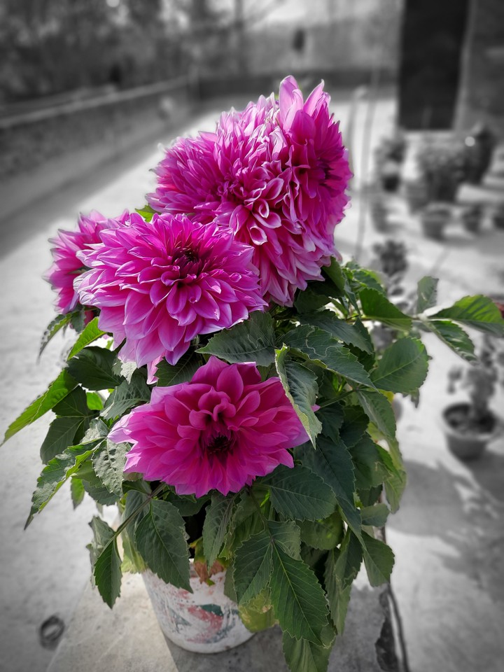 Pink Daheliya