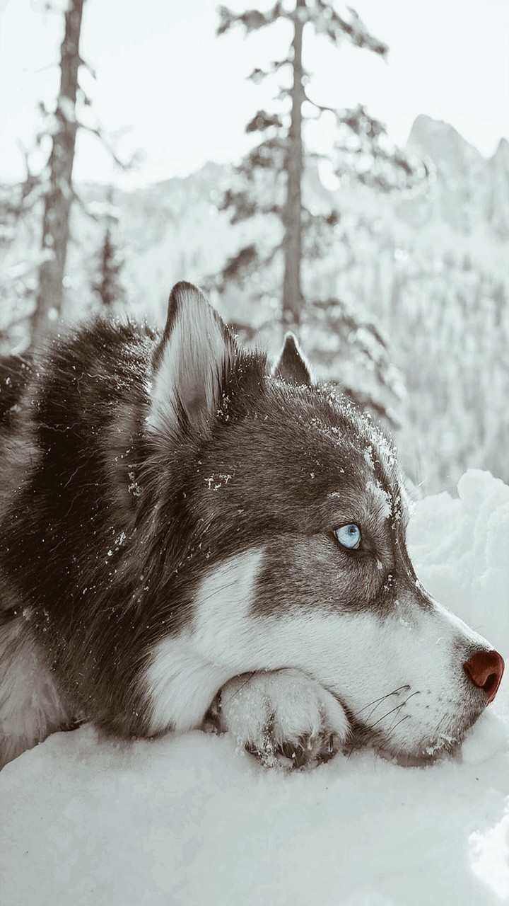 wolf 