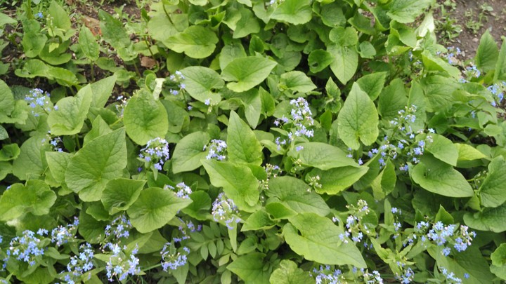 Spring