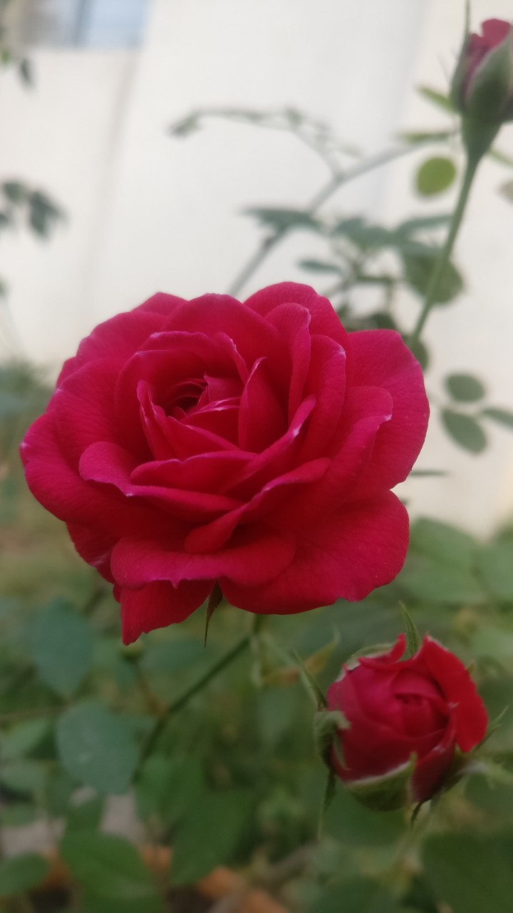 #mobile click