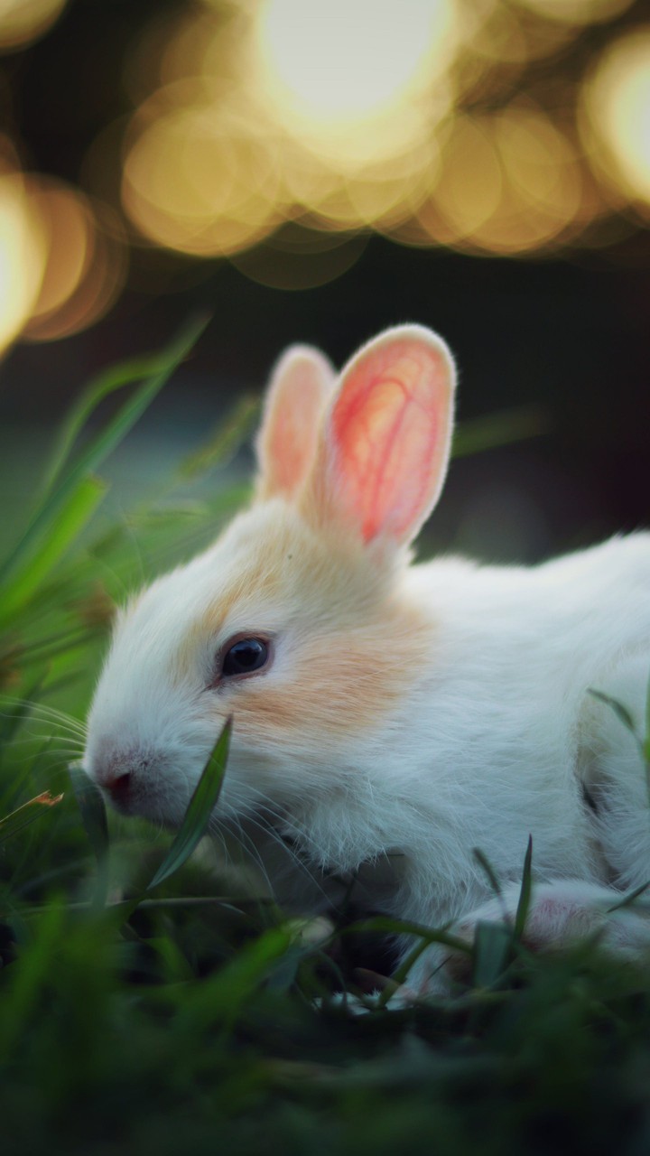 Rabbit.