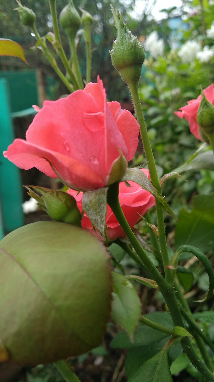 beauty of nature