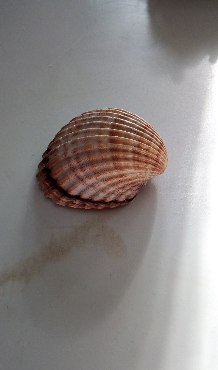 shell