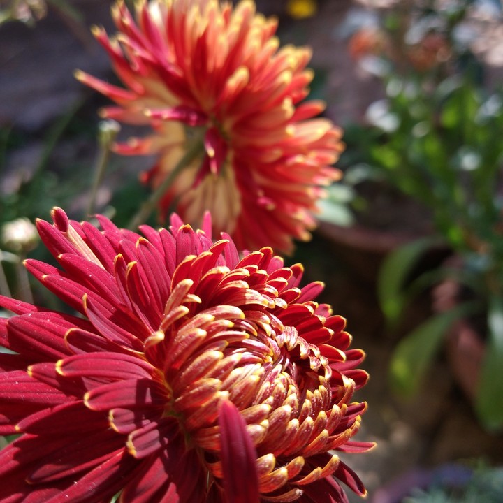 flower