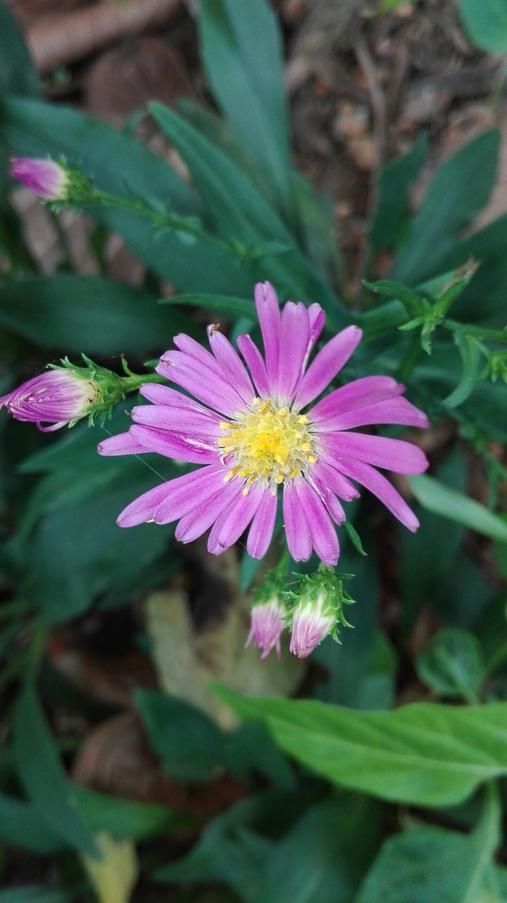 Flower