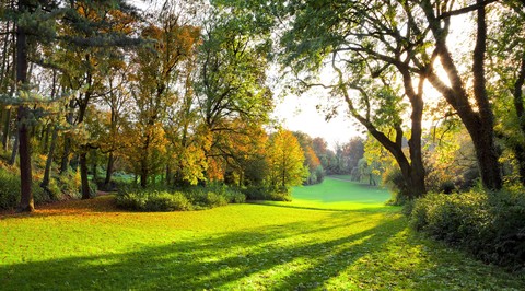 sfondi sunlight, vegetation
