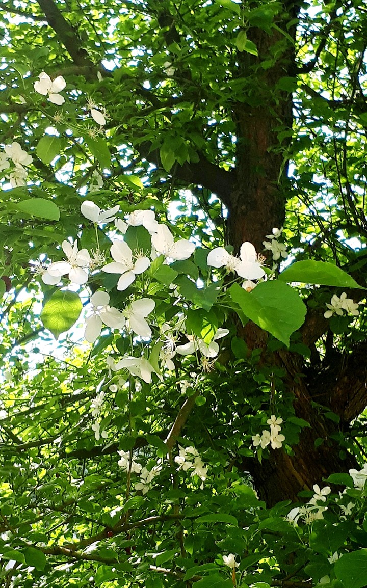 Summer green
