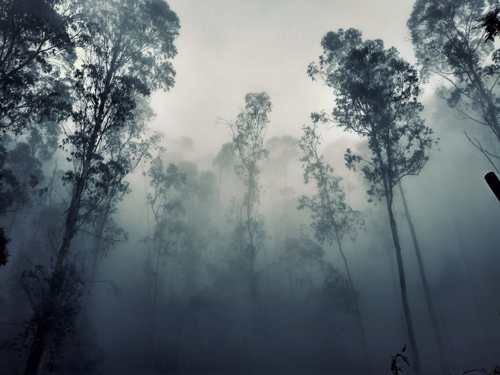 Fog
