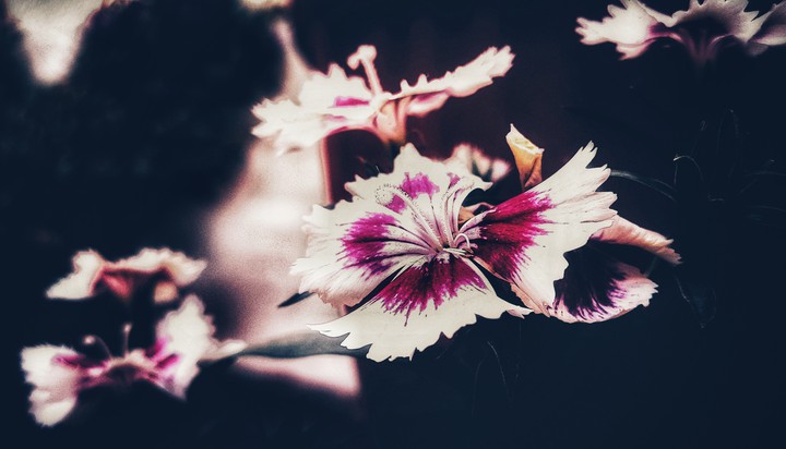 sweet William