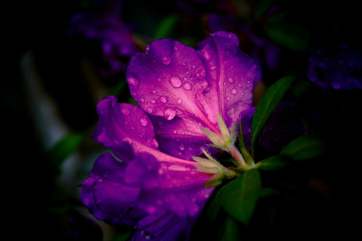 Violet Flower