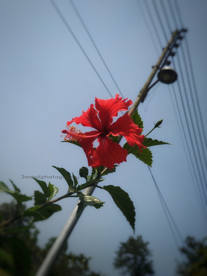 জবা