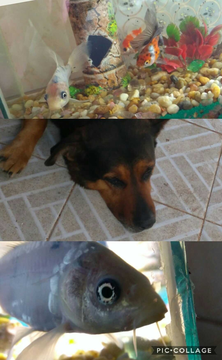 Pérola/Bogue/Colorido/Pintado!!!