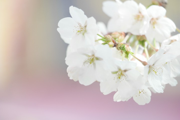 벚꽃