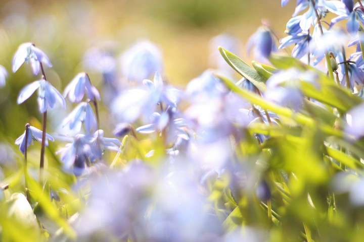 the flowers