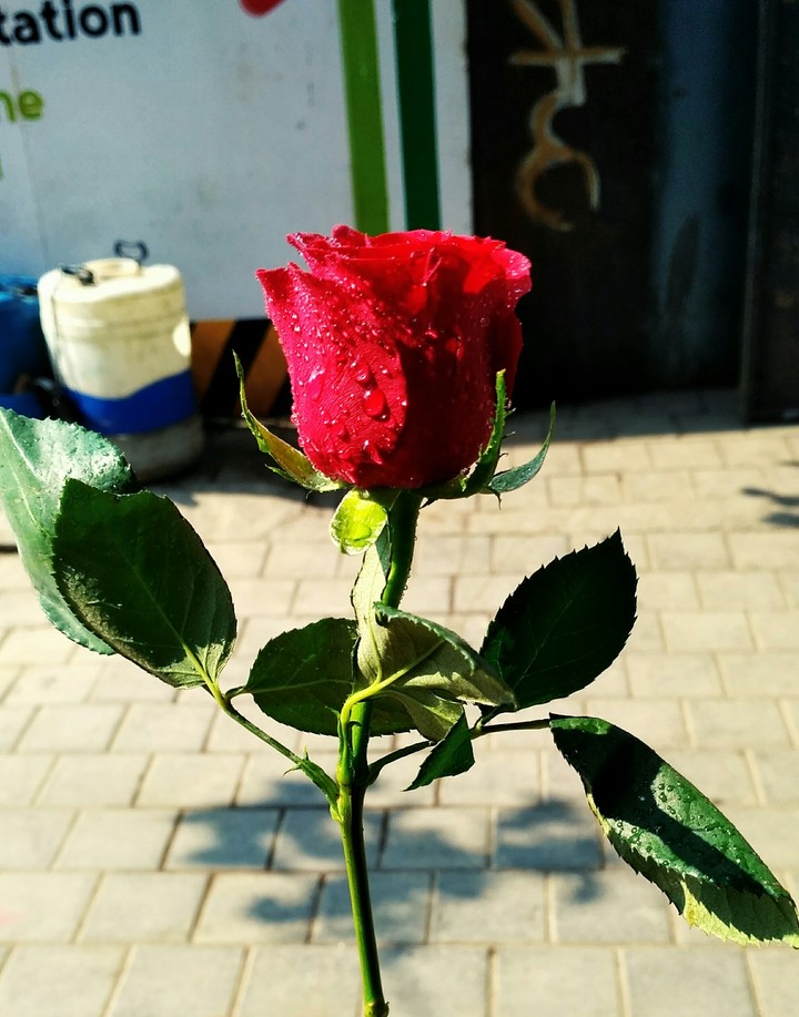 rose