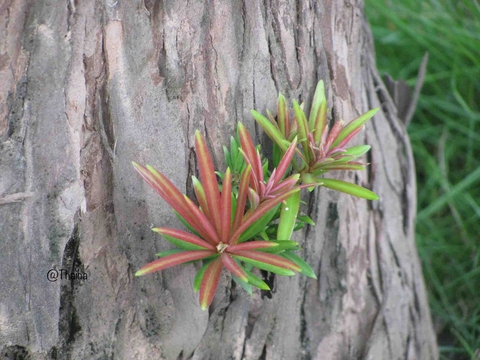 New Life In Rotten Wood
