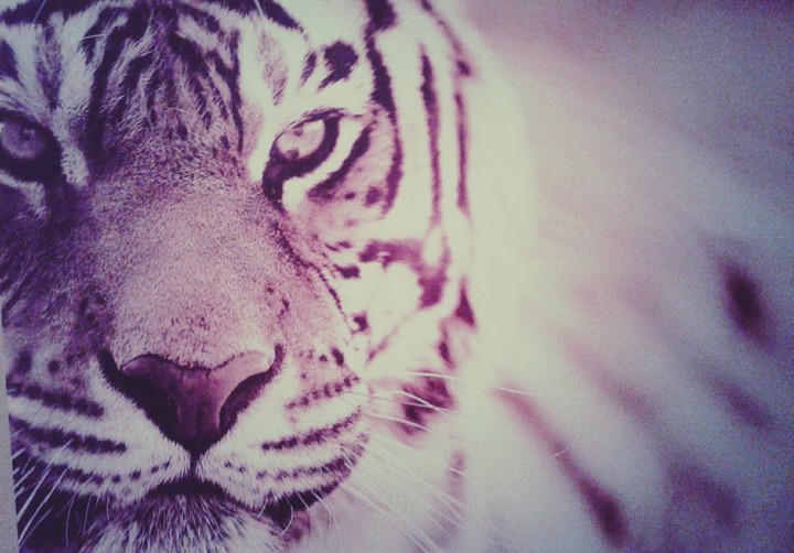 White Tiger