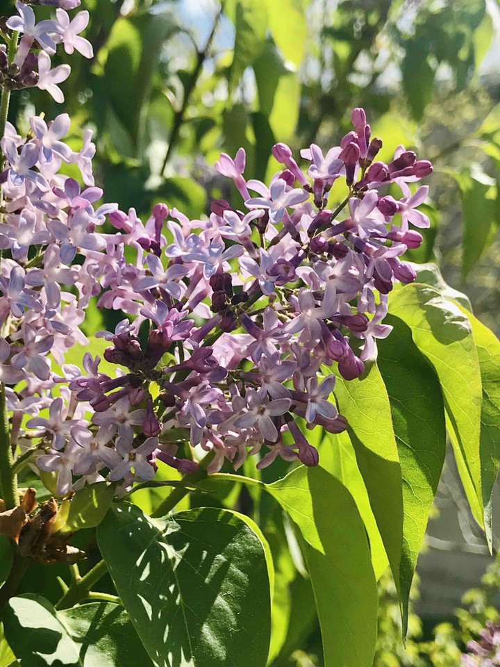 lilac
