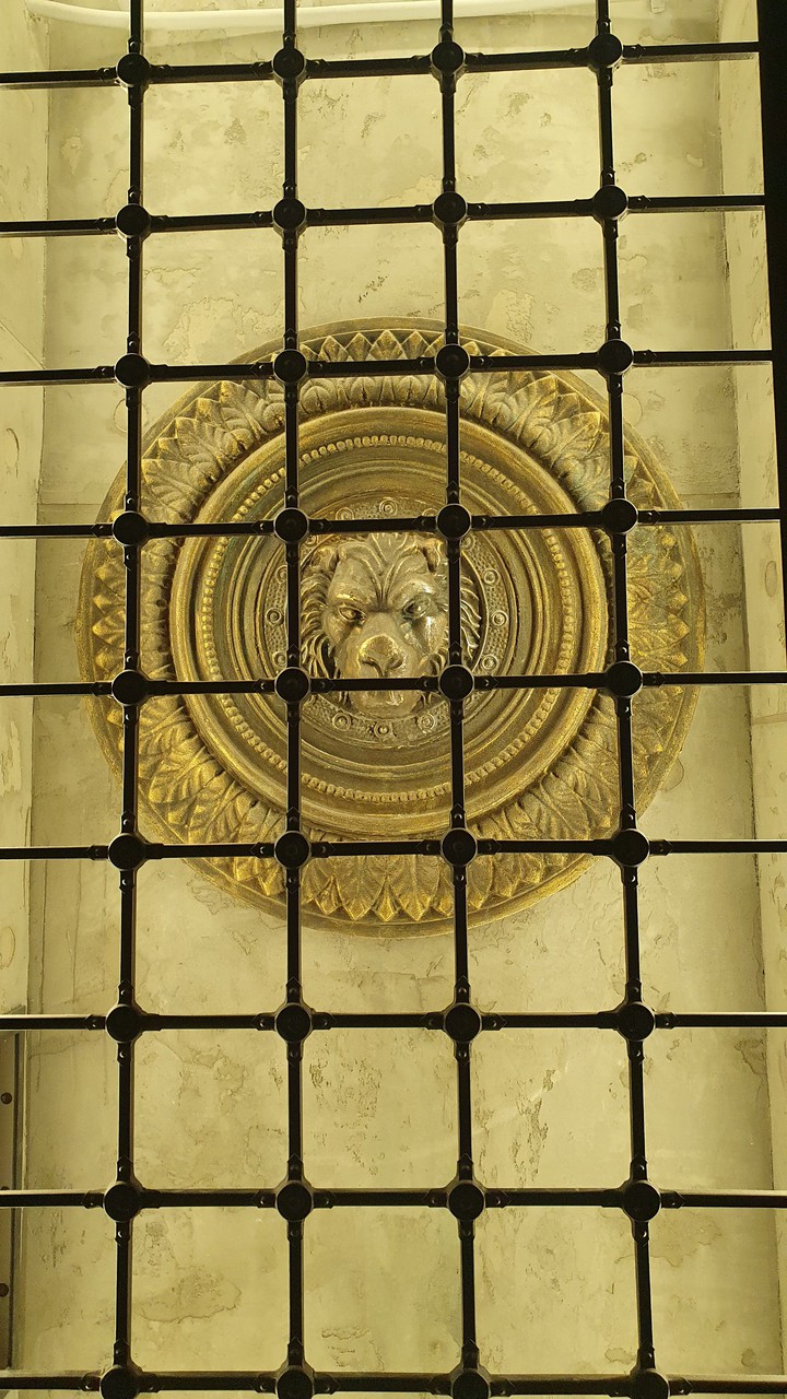 lion