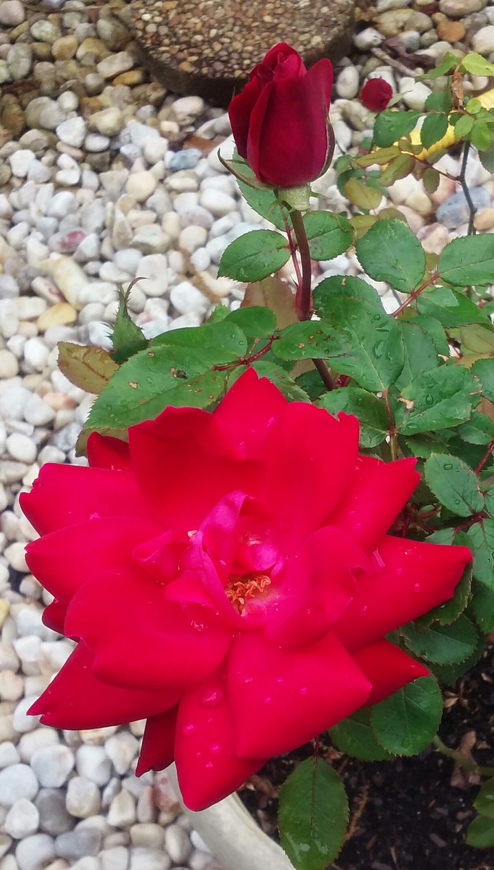 Rocky Rose