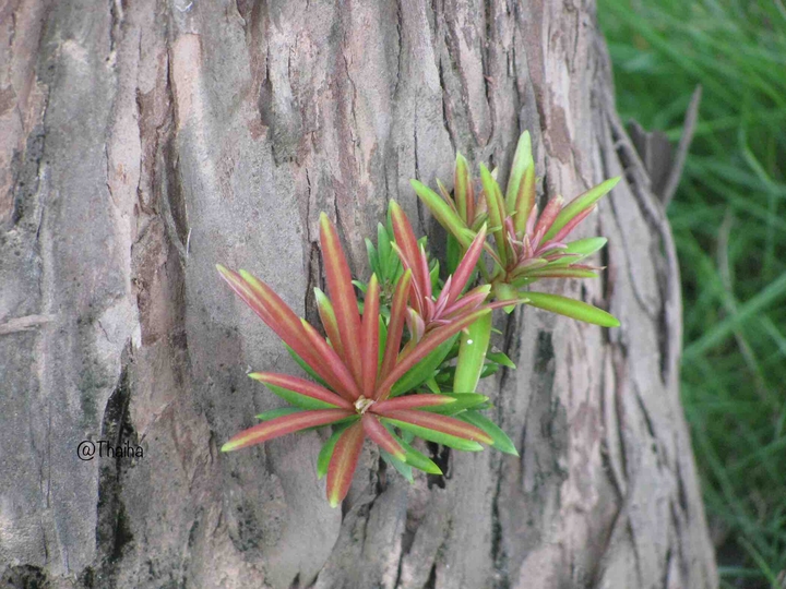 New Life In Rotten Wood
