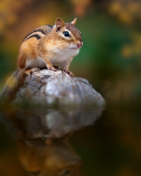 vertebrate, Tail壁纸