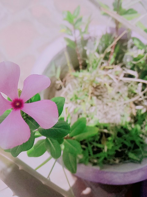 Flower