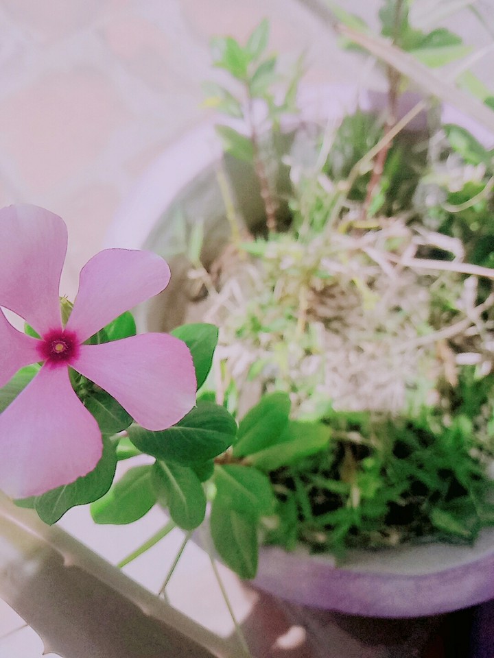 Flower