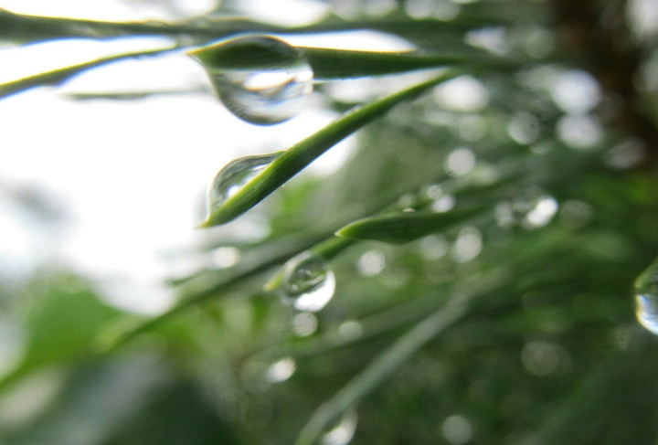 dew