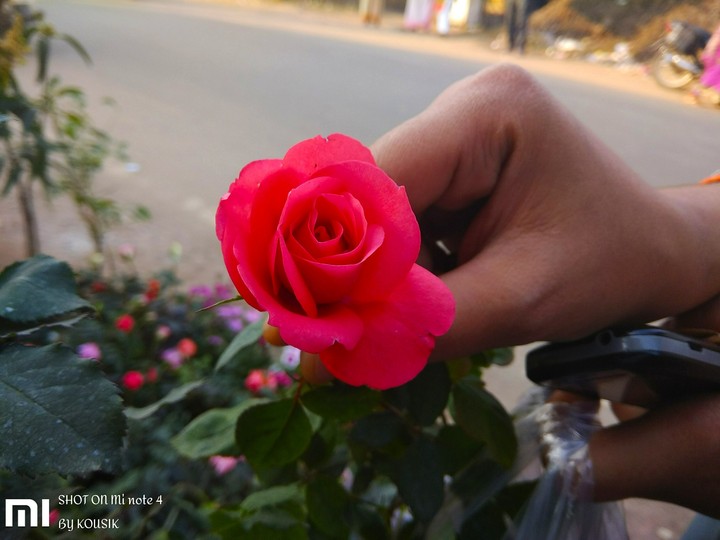 beautiful rose
