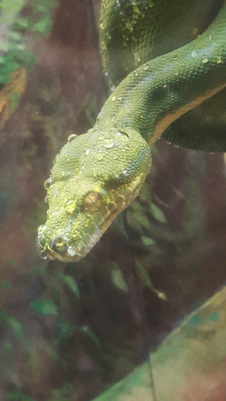 Toronto Zoo snake