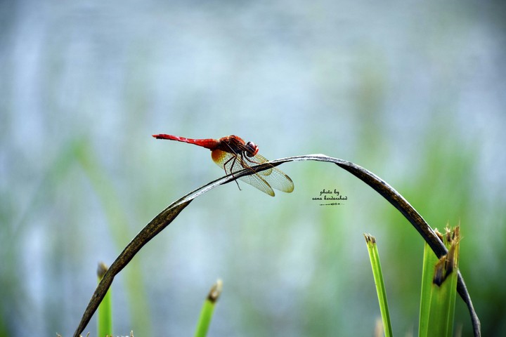 dragonfly