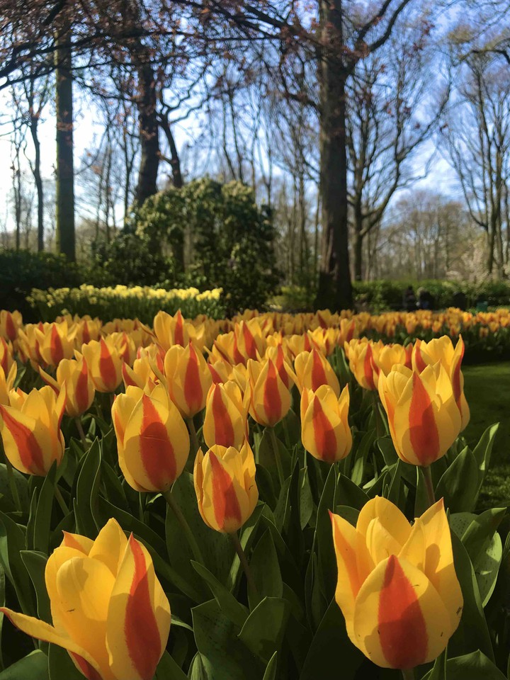 At the Keukenhof Park, 2019