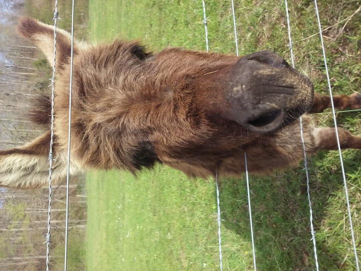 mini donkey