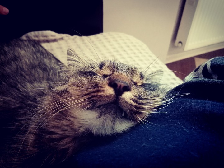 кот