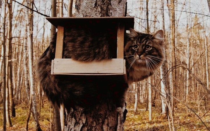 cat
