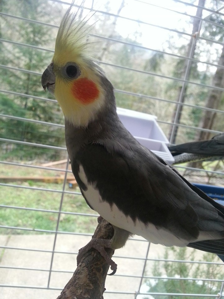 Pretty bird