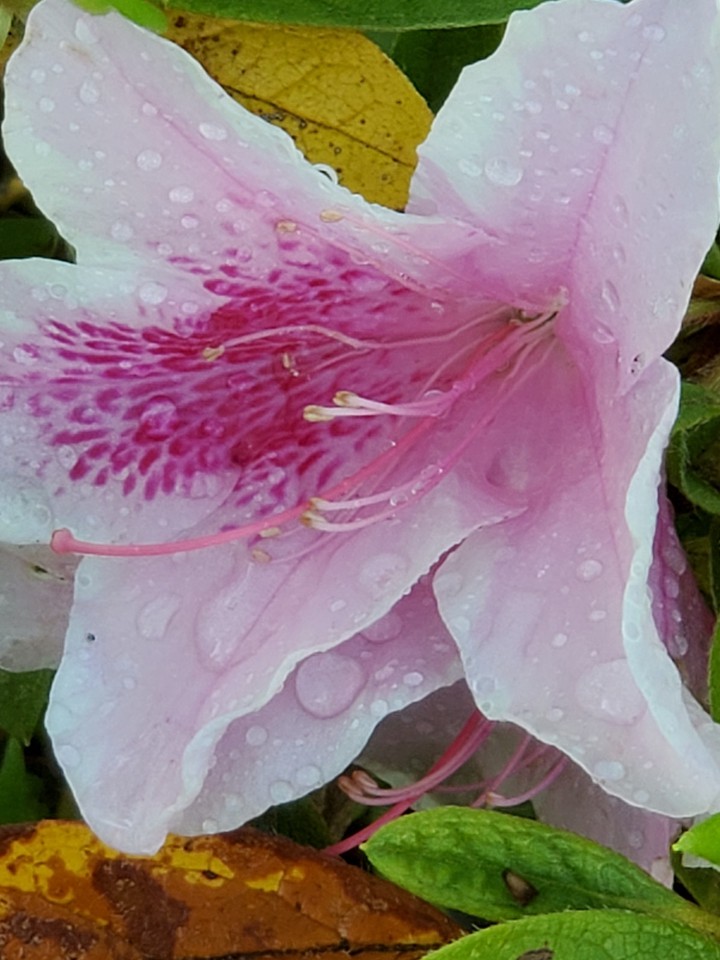 Azalea