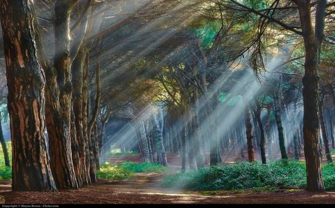 #Forest #Beautiful