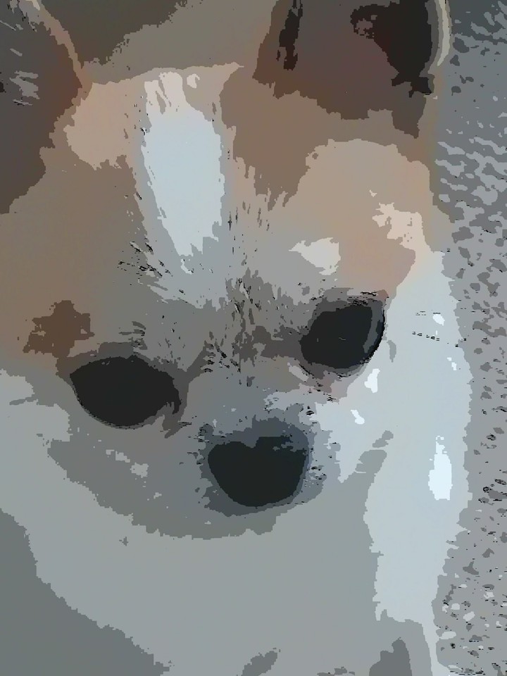 my dog?