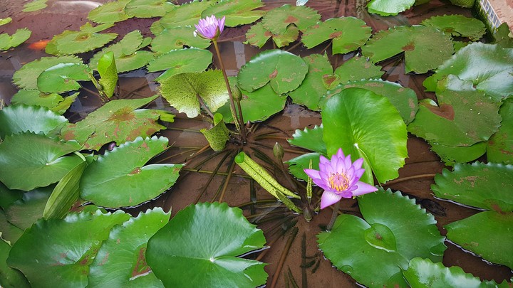 Lotus