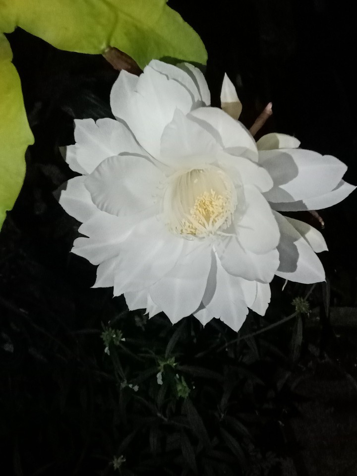 Queen of the Night