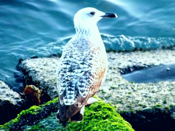 Seagull