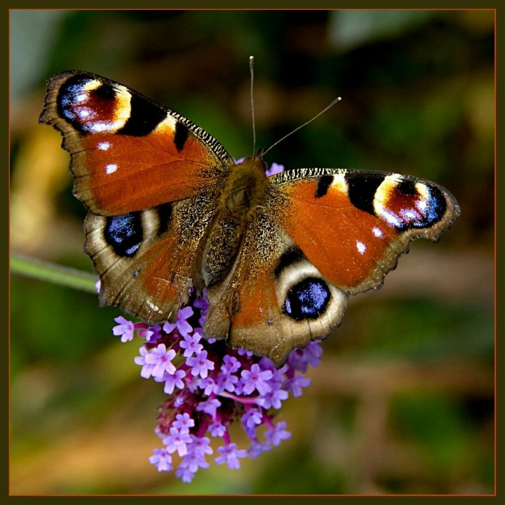 Farfalla