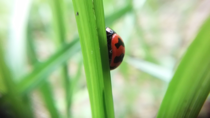 ladybug
