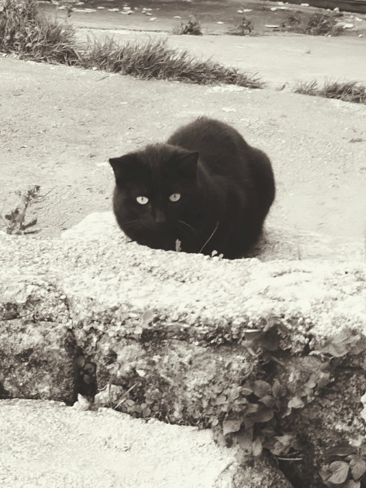 black panther ?