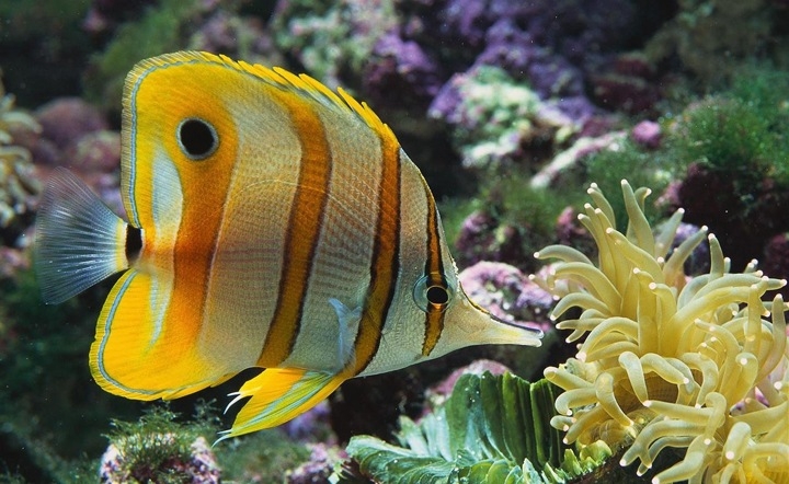 fish